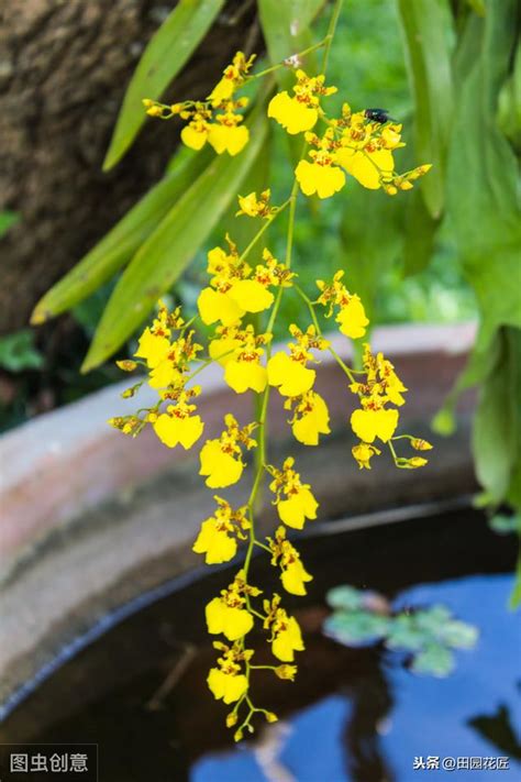 文心蘭開花時間|文心蘭花開時間？探寻文心兰开花周期及开花过程，解开文心兰开。